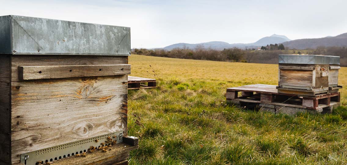 Photo de l'apiculture
